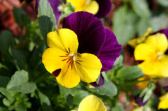 pansies